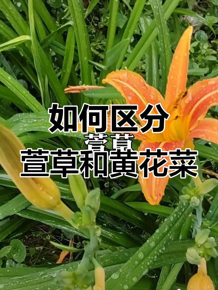 萱草与黄花菜的辨别,花朵是关键