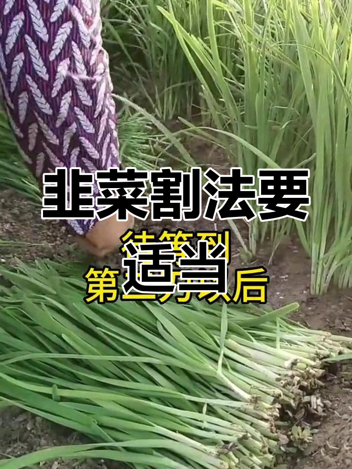 韭菜收割技巧:头刀深,二刀浅