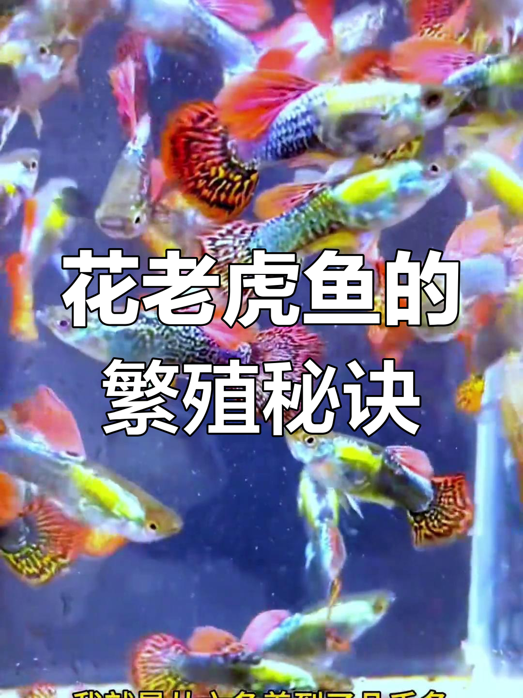 花老虎鱼养殖技巧:从六条到几千条,轻松上手