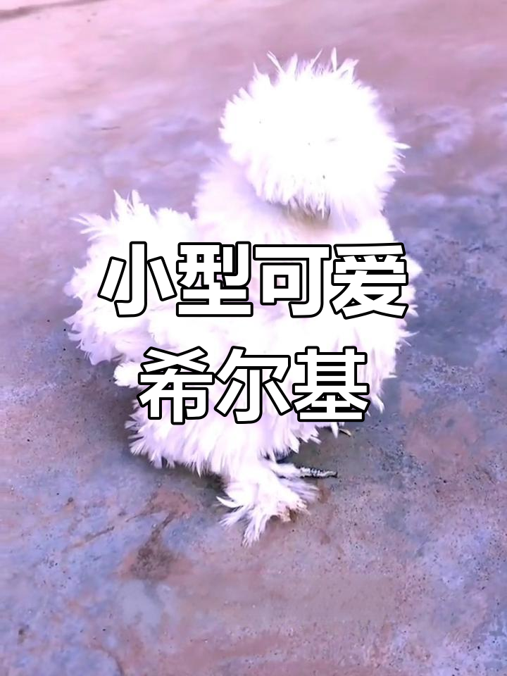 世界上最小的宠物鸡品种