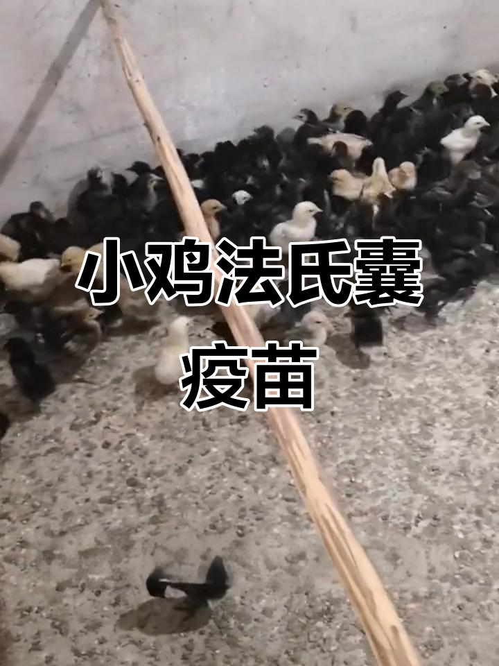 14日龄小鸡传染性法氏囊疫苗接种,健康成长在即