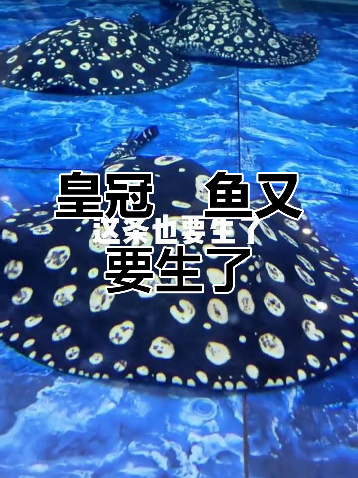 皇冠魟鱼再次怀孕,白子宝宝即将出生
