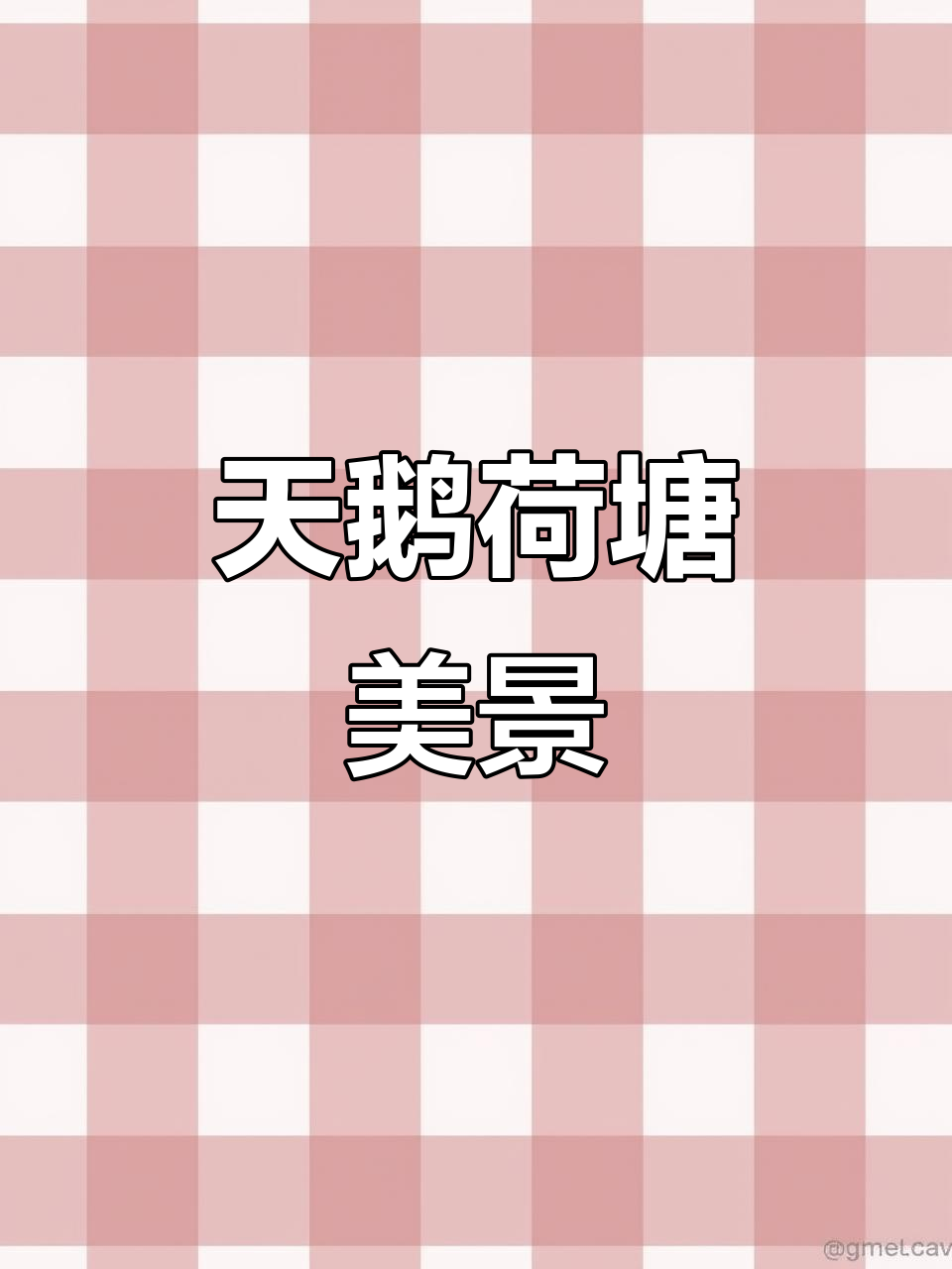带上相机,捕捉天鹅与荷花共舞的美丽瞬间!