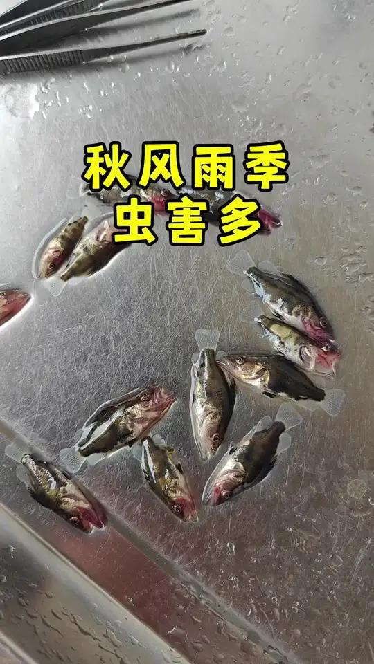 鳜鱼 桂花鱼 饲料鳜鱼 波豆虫 霉没