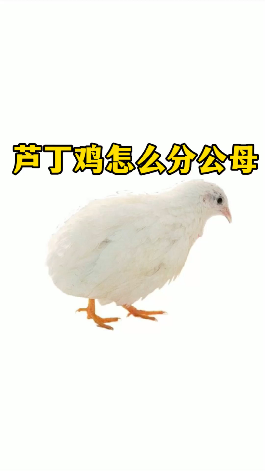 芦丁鸡怎么分公母