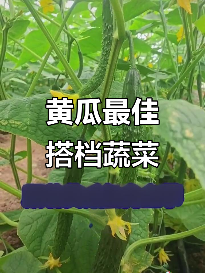 黄瓜与这些蔬菜搭配,产量翻倍又防虫害