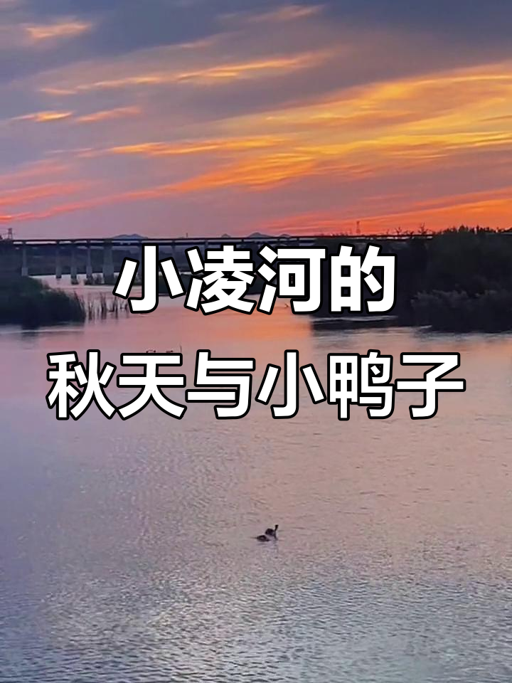 秋日夕阳下的野麻鸭,萌态十足