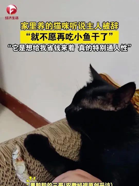 家里养的猫咪听说主人被辞，“就不愿再吃小鱼干了”，“它是想给我省钱来着 真的特别通人性”。