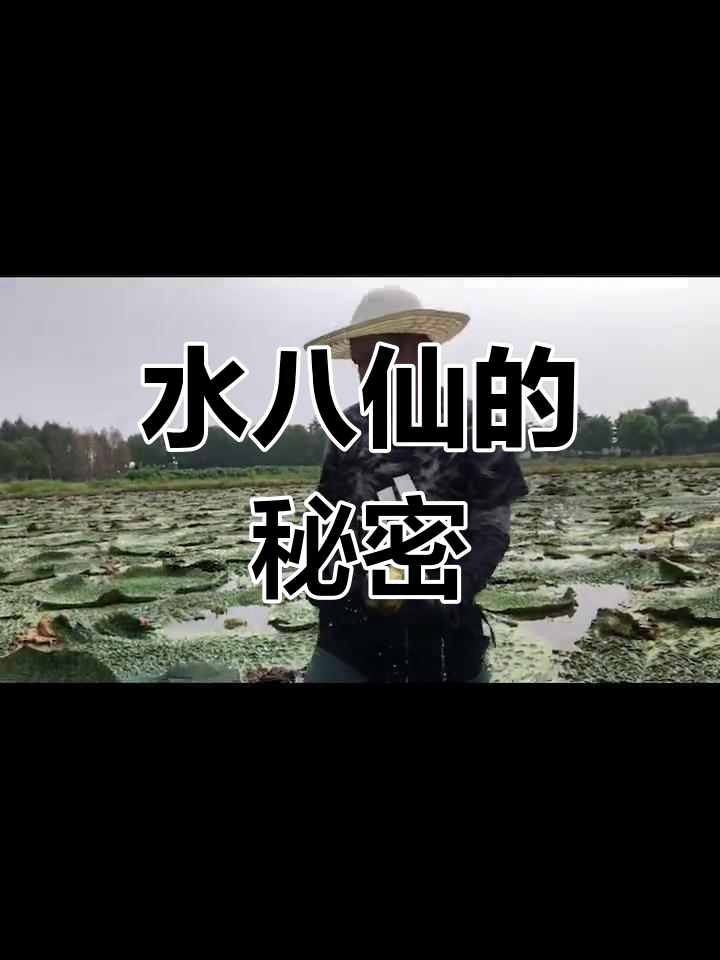 苏州鸡头米,糖水桂花美味,了解它的独特生长地!