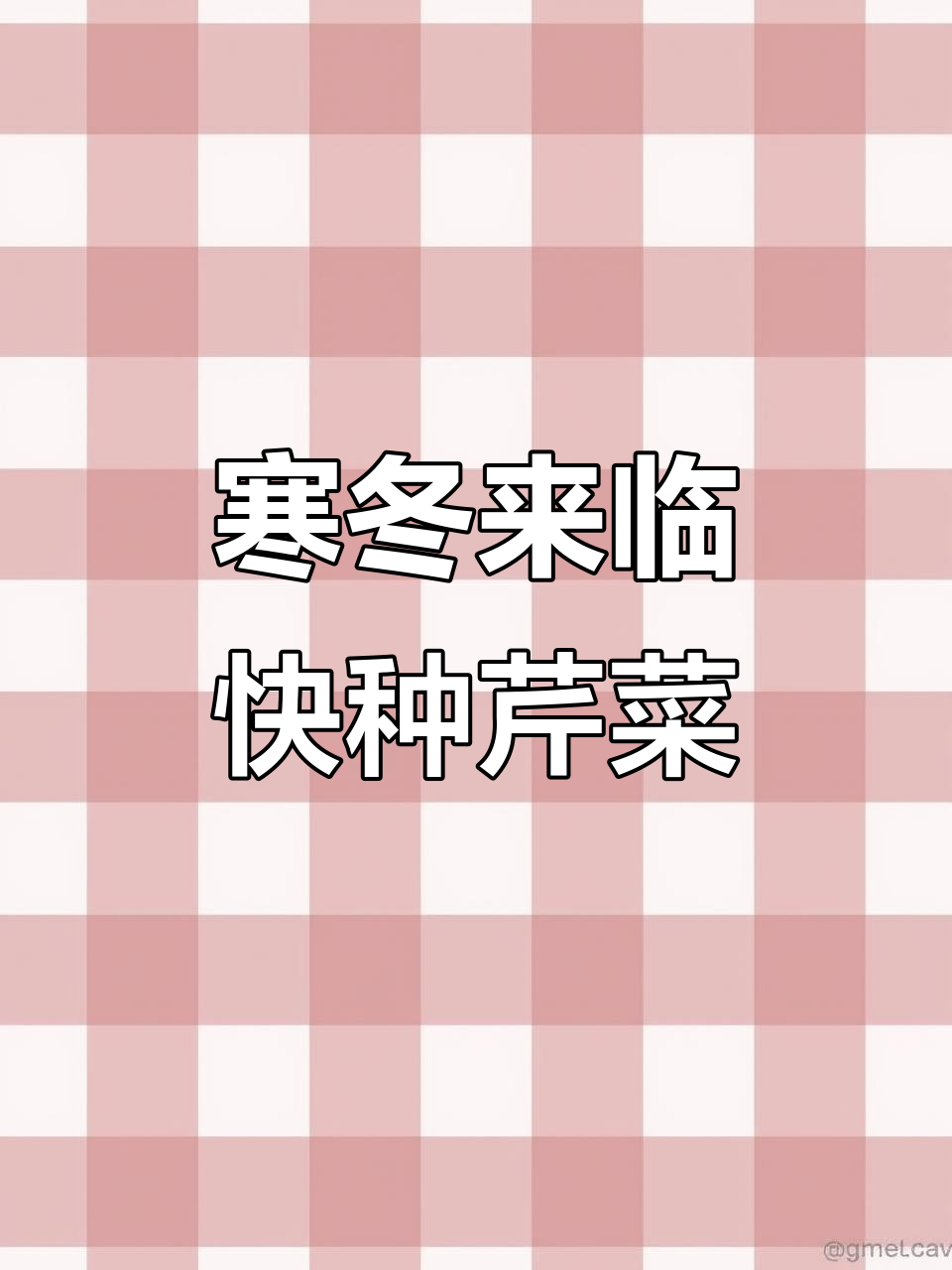 冬季寒冷?种芹菜正当时,教你种植技巧