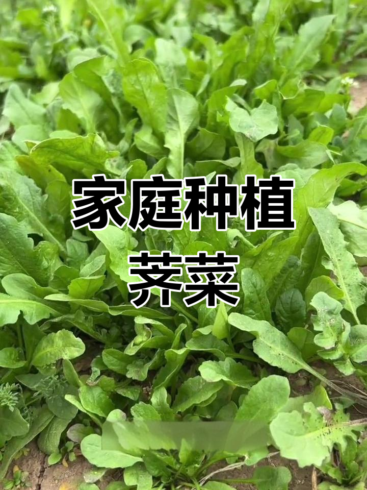 在家轻松种荠菜,耐寒抗冻口感佳