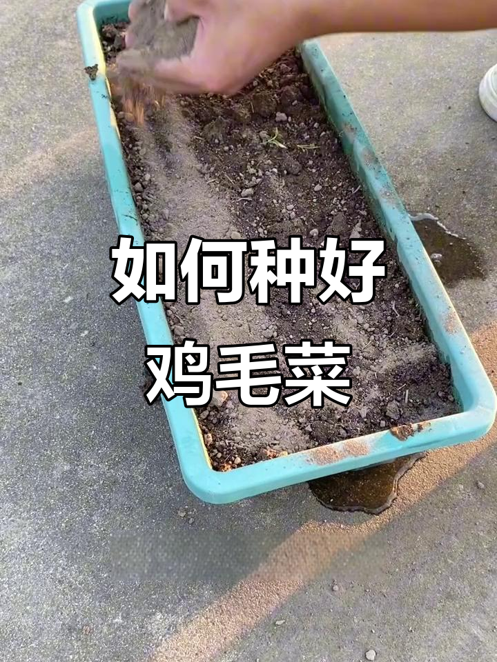 鸡毛菜种植技巧:简单步骤教你快速收获