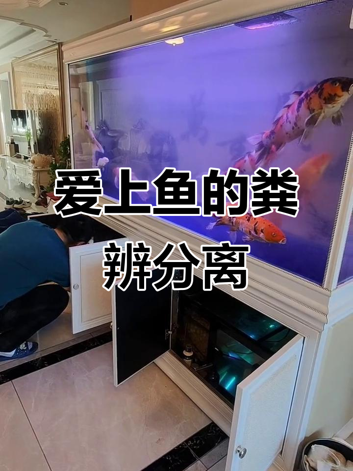 鱼缸粪便分离系统,轻松养鱼不费力