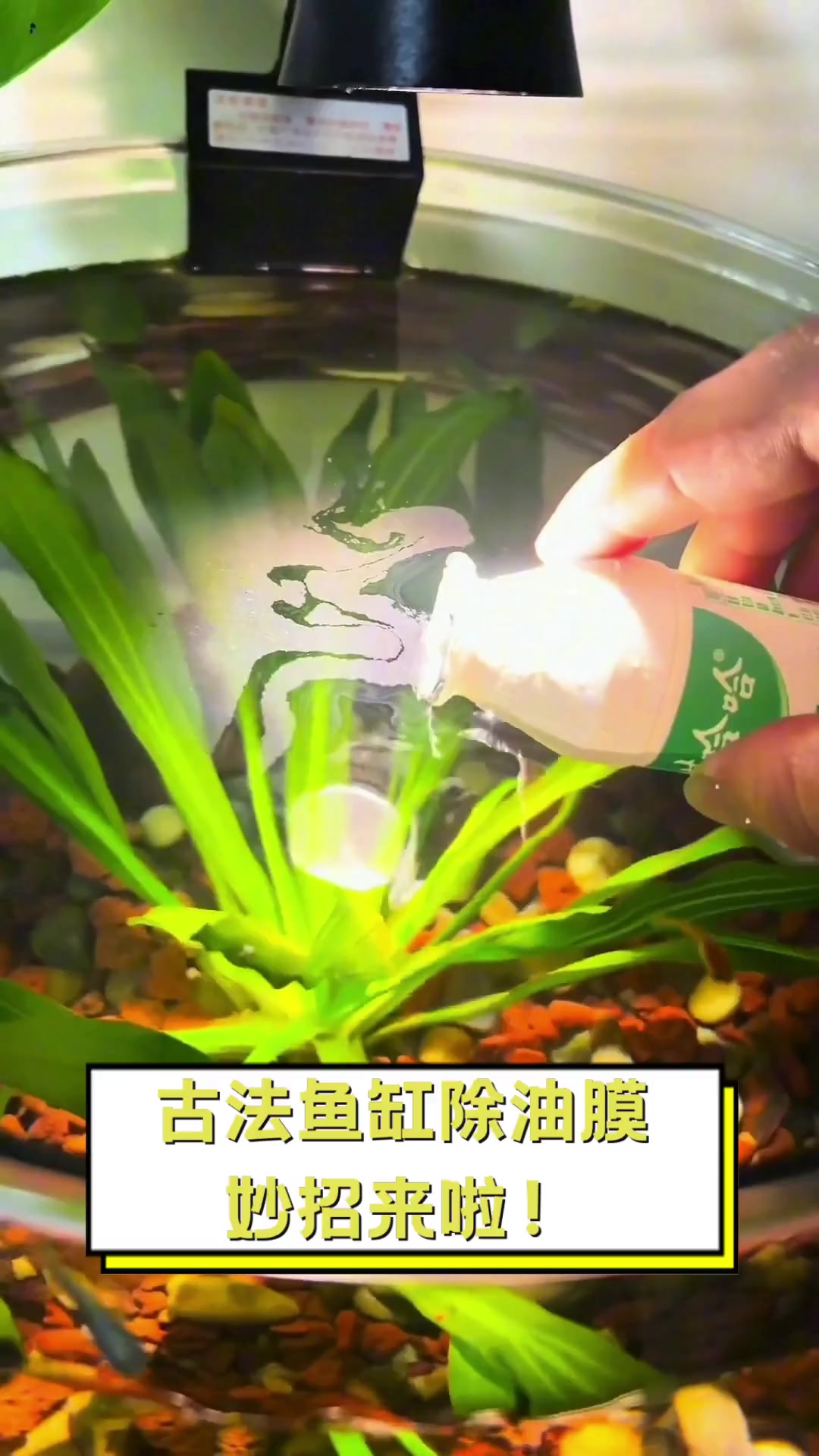 古法鱼缸除油膜,妙招来啦!