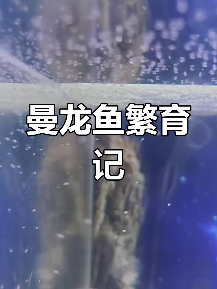 曼龙鱼繁殖全过程揭秘,带你了解它们的生育方式