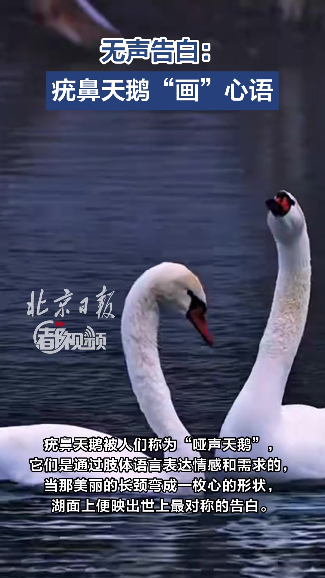 无声告白:疣鼻天鹅“画”心语