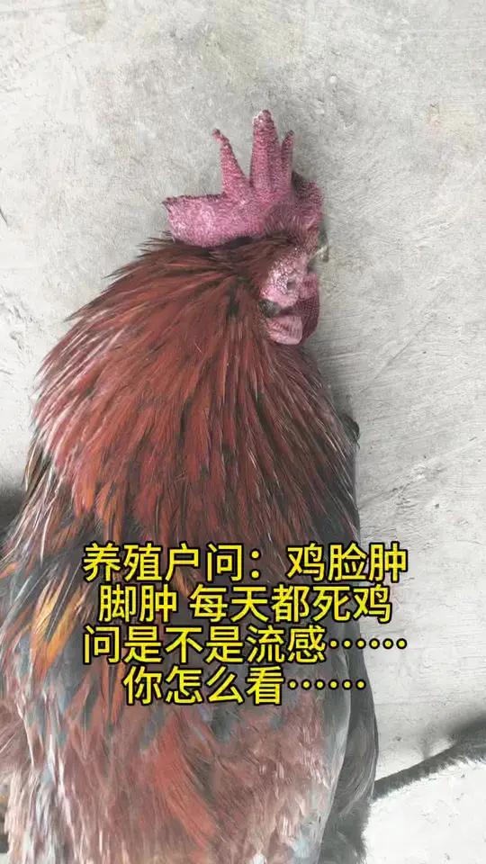 鸡肿脸,肿脚每天都死鸡,咋回事 养鸡技术分享 惠不可档鸡遇难求 免费学养鸡