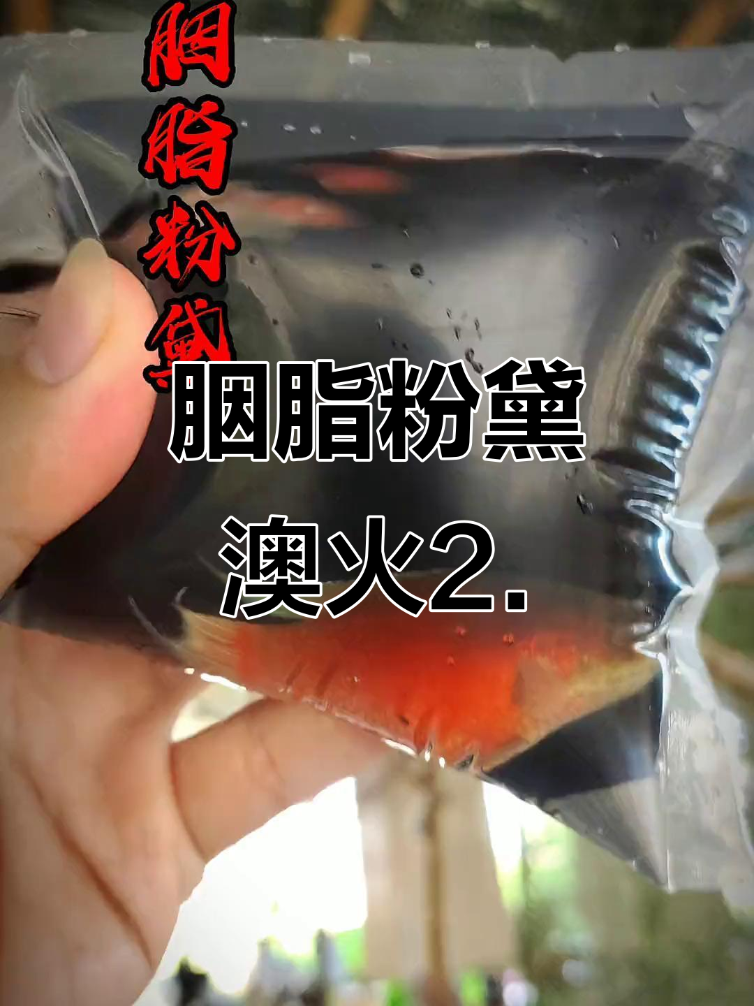 奥果2.0斗鱼:喜庆红色,超通透!