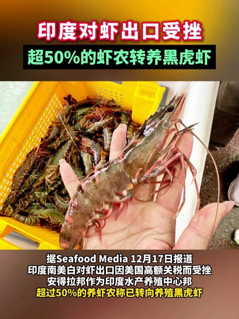 据Seafood Media 12月17日报道,印度南美白对虾出口因美国高额关税而受挫,安