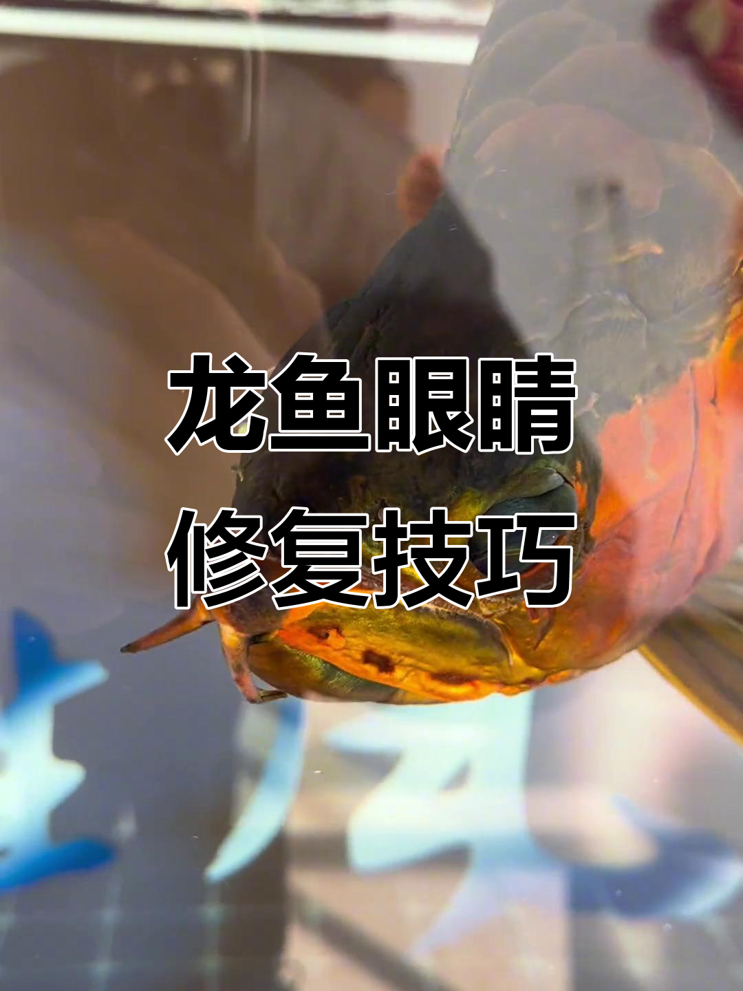 龙鱼掉眼修复全攻略:从脂肪去除到眼皮修剪