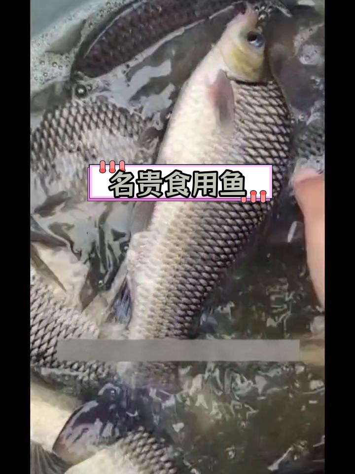 岩原鲤:从长江到餐桌的珍贵美味