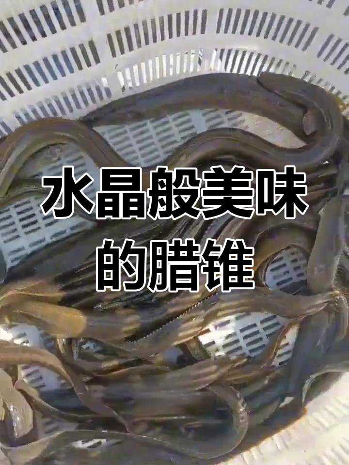 腊锥鱼,水质纯净孕育的鲜美佳肴,肉质紧实口感绝佳
