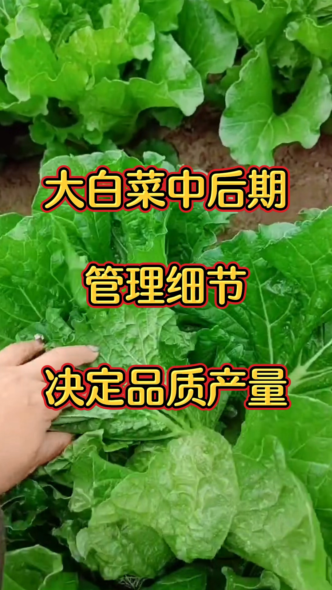 大白菜生长中后期管理细节