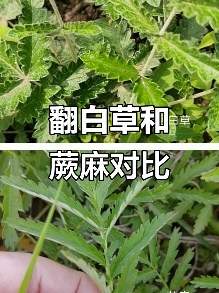 翻白草与蕨麻的区别,你分得清吗?