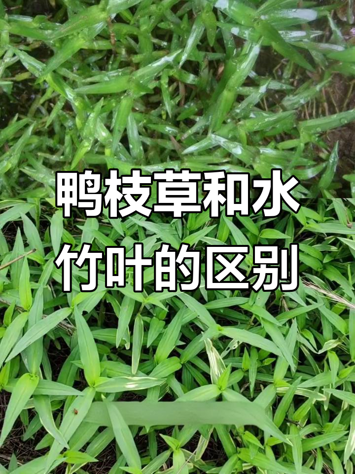 鸭跖草与水竹叶的真相:同根生,但生存环境不同