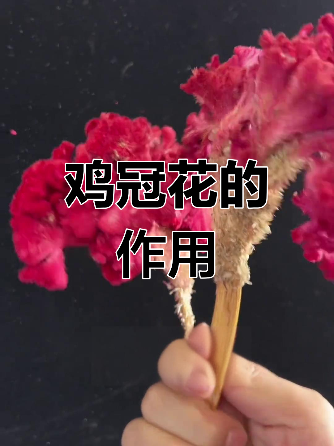 鸡冠花的多种用途与价值