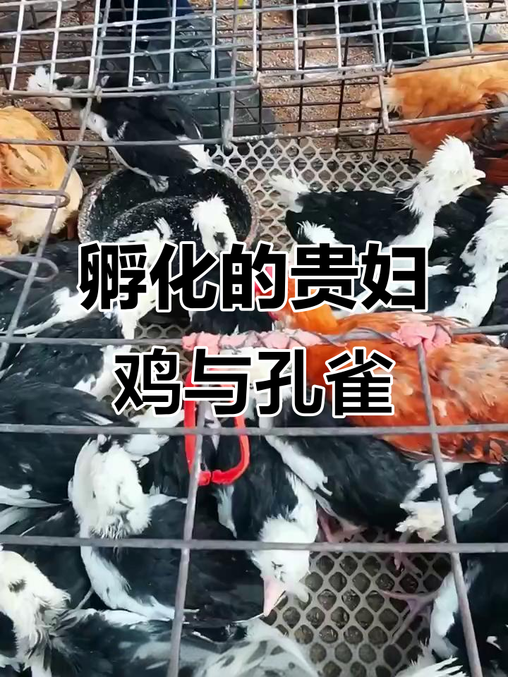 买了贵妃鸡和孔雀蛋,孵化箱里的小生命们