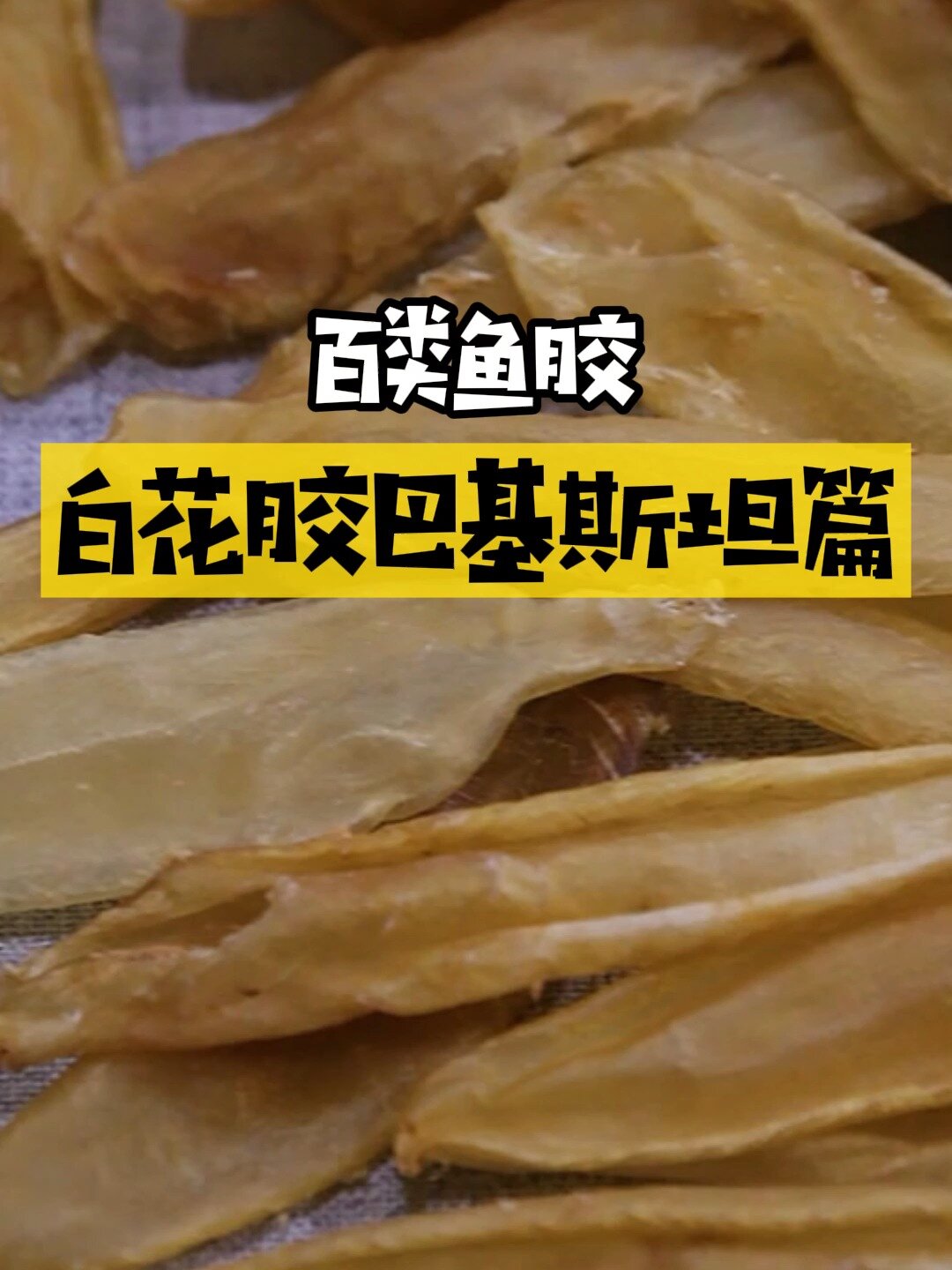 百类鱼胶之白花胶巴基斯坦篇