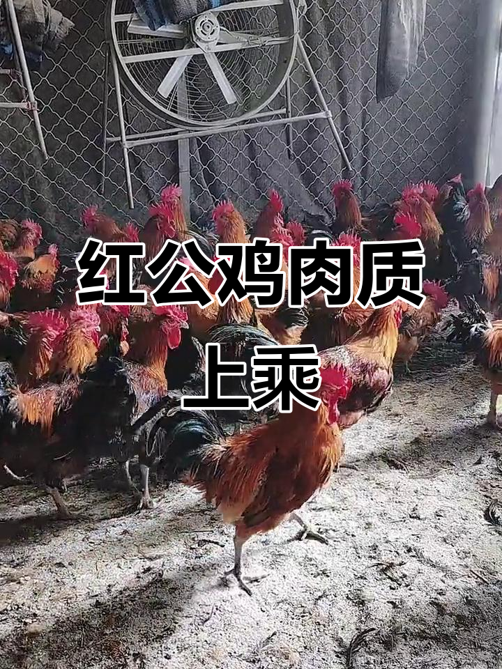 散养红公鸡,十元一斤,年肉质更佳