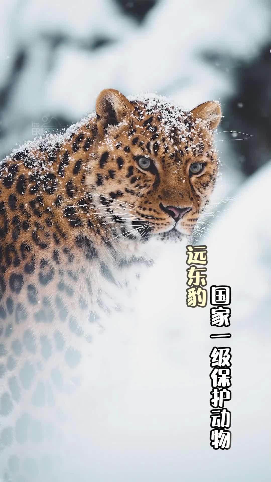 吉林惊现野生豹“霸气拦路”车前悠闲踱步,司机当场愣住 野生动物零距离 茶茶野保法宣 近日,
