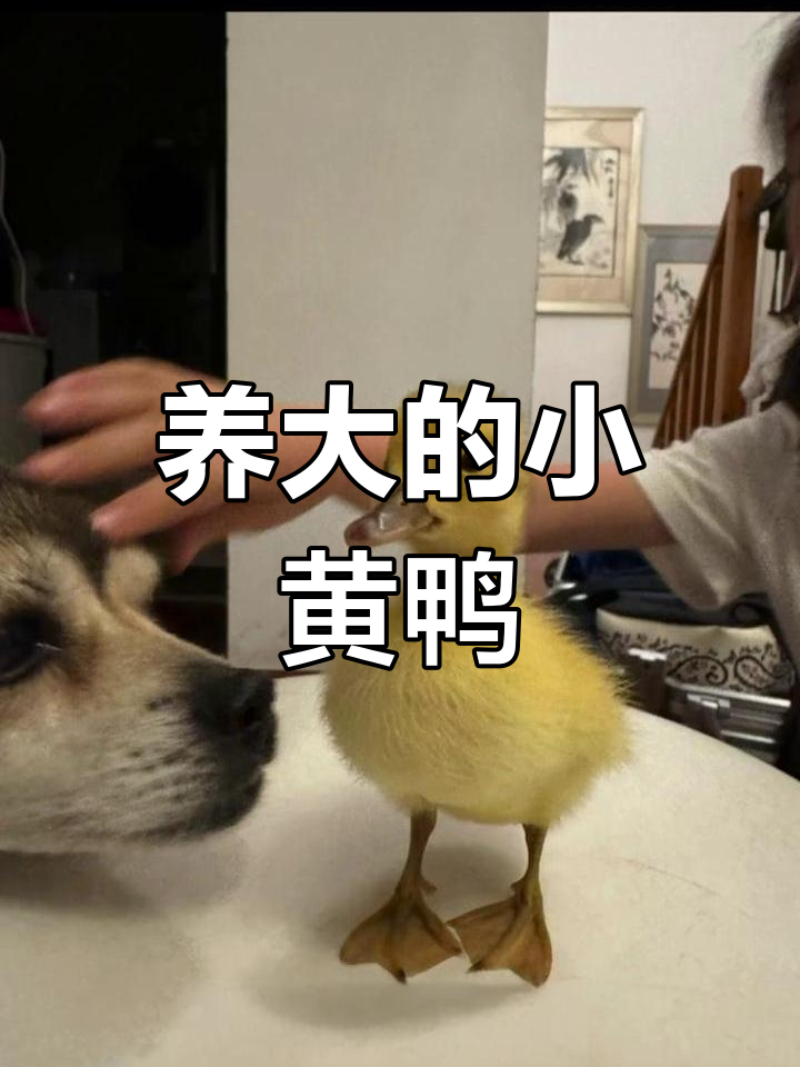 小黄鸭从套圈到成长,竟然成了我的完美宠物