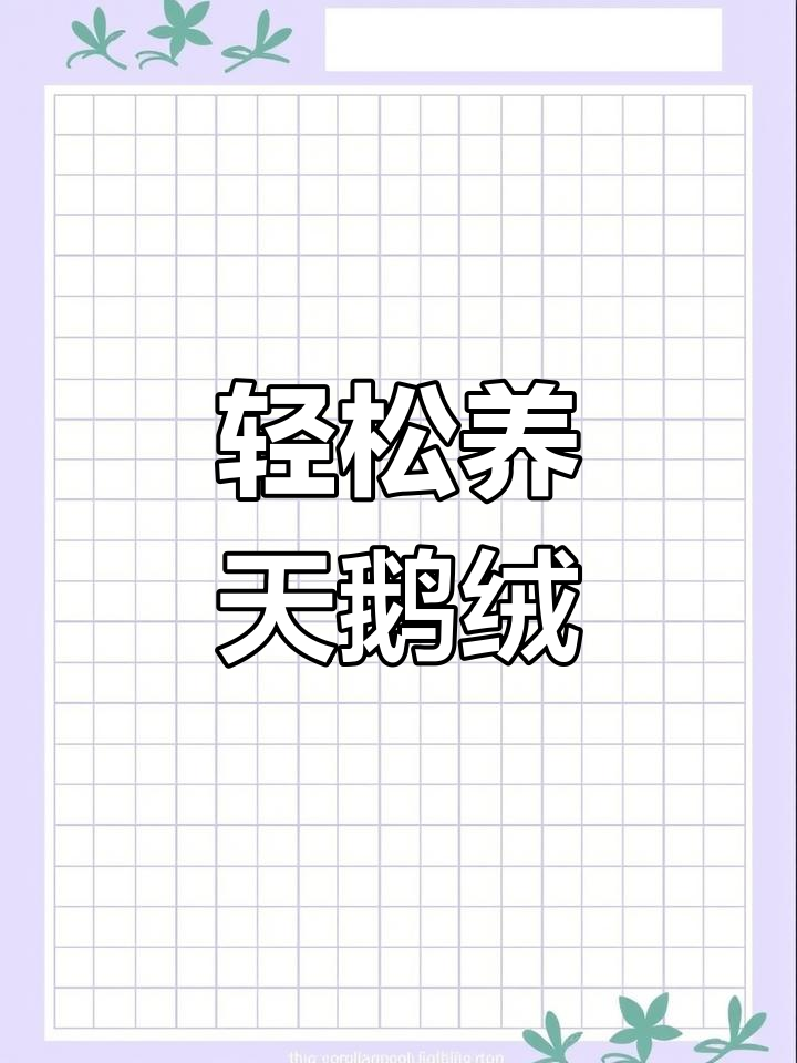 天鹅绒种球种植技巧,开花多又容易养护