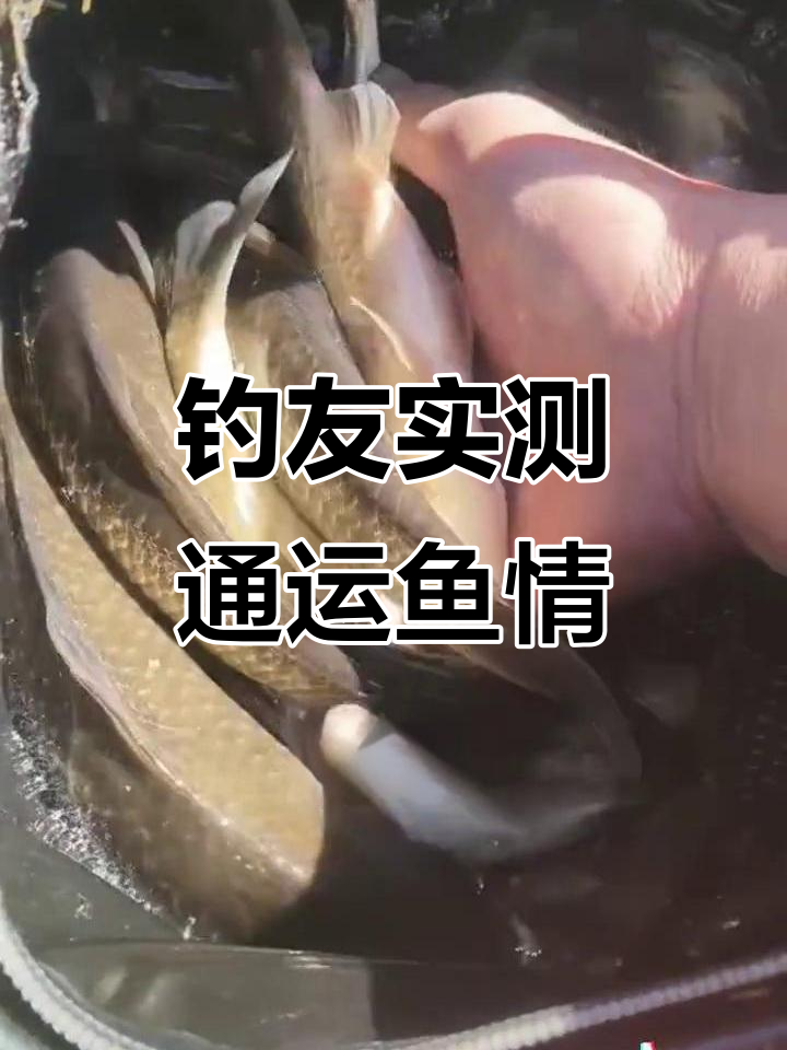 通州运河鱼情大爆发,钓鱼技巧全分享!