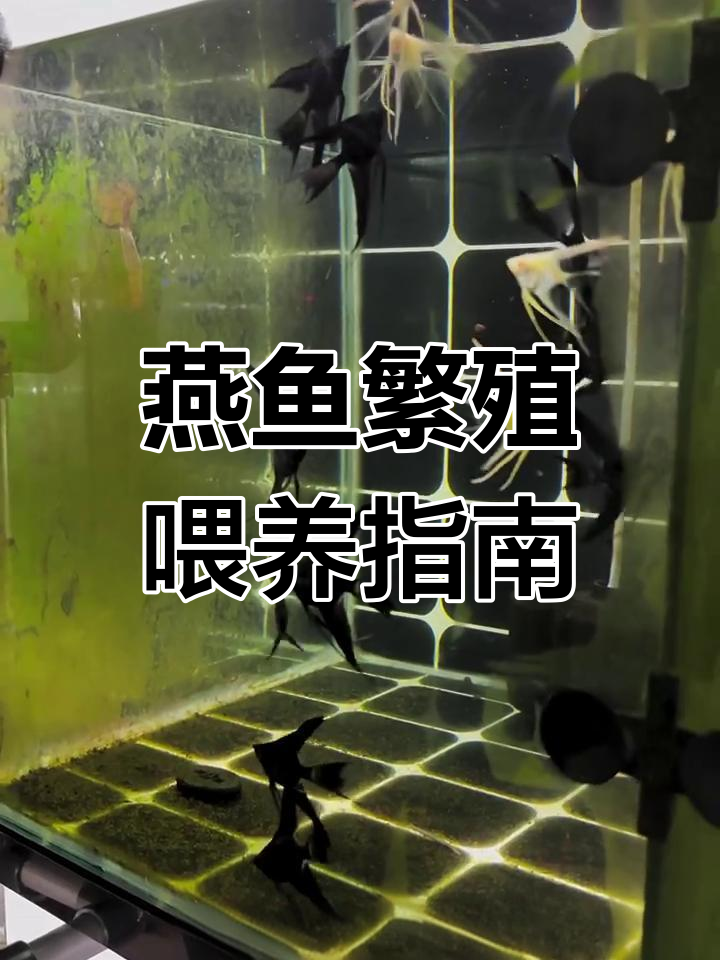 热带鱼养殖技巧:从丰年虾到红虫,喂食全攻略