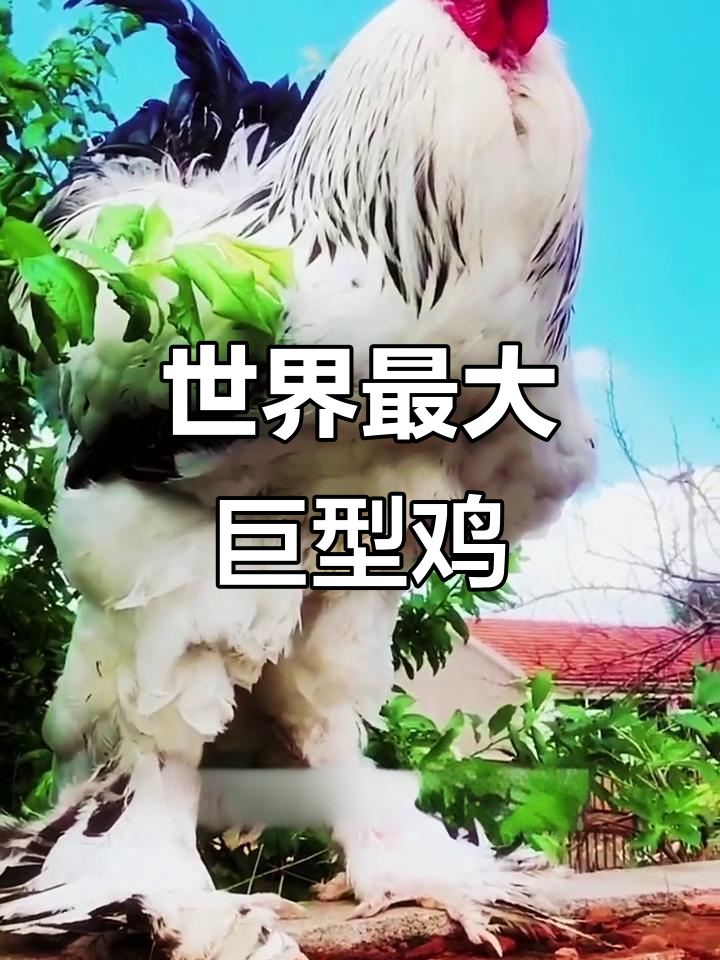 探秘世界最大鸡种:婆罗门泛天鸡,体重可达十七斤