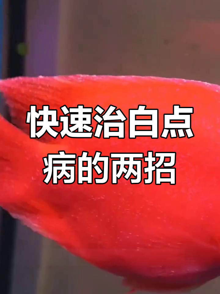 白点病轻松治愈,升温疗法与药物双管齐下