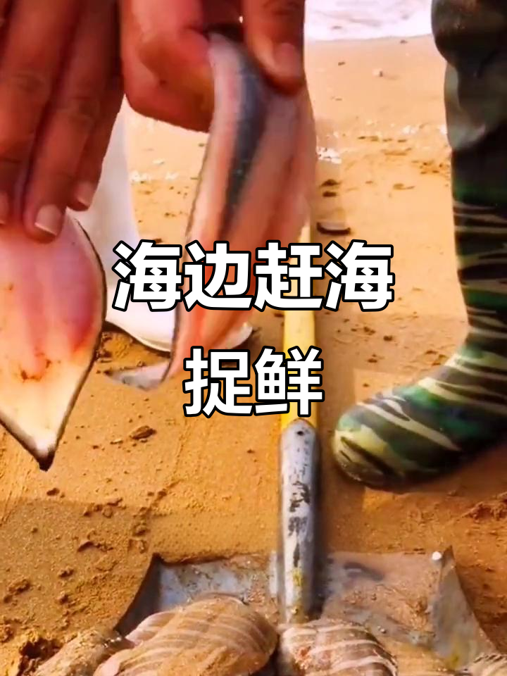 青岛海边抓海鲜,花石头鱼和杀马蟹大揭秘