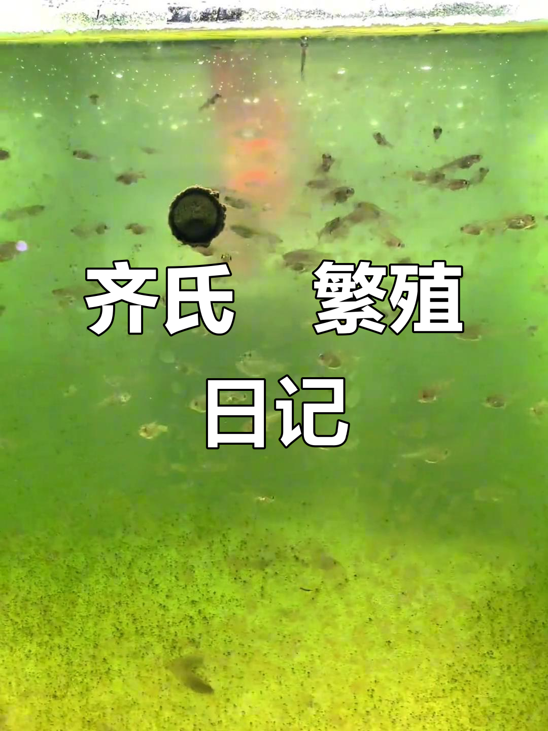 齐氏鱊人工繁殖全过程,鱼卵受精与孵化实录