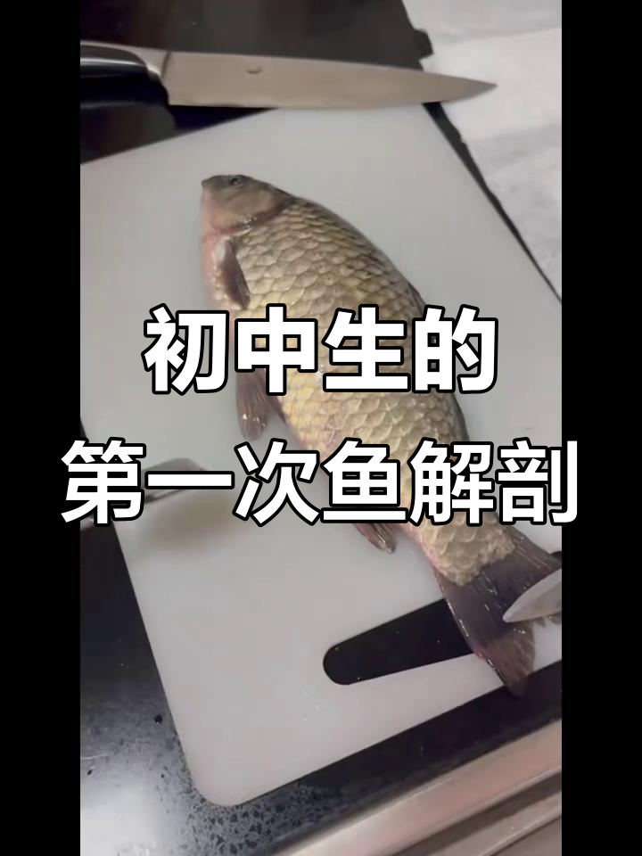 初中生首次解剖鲫鱼，探索鱼的内部结构