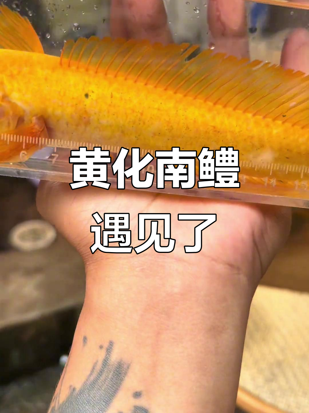 遇到黄化南鳢，真是太幸运了！原生鱼野采大揭秘