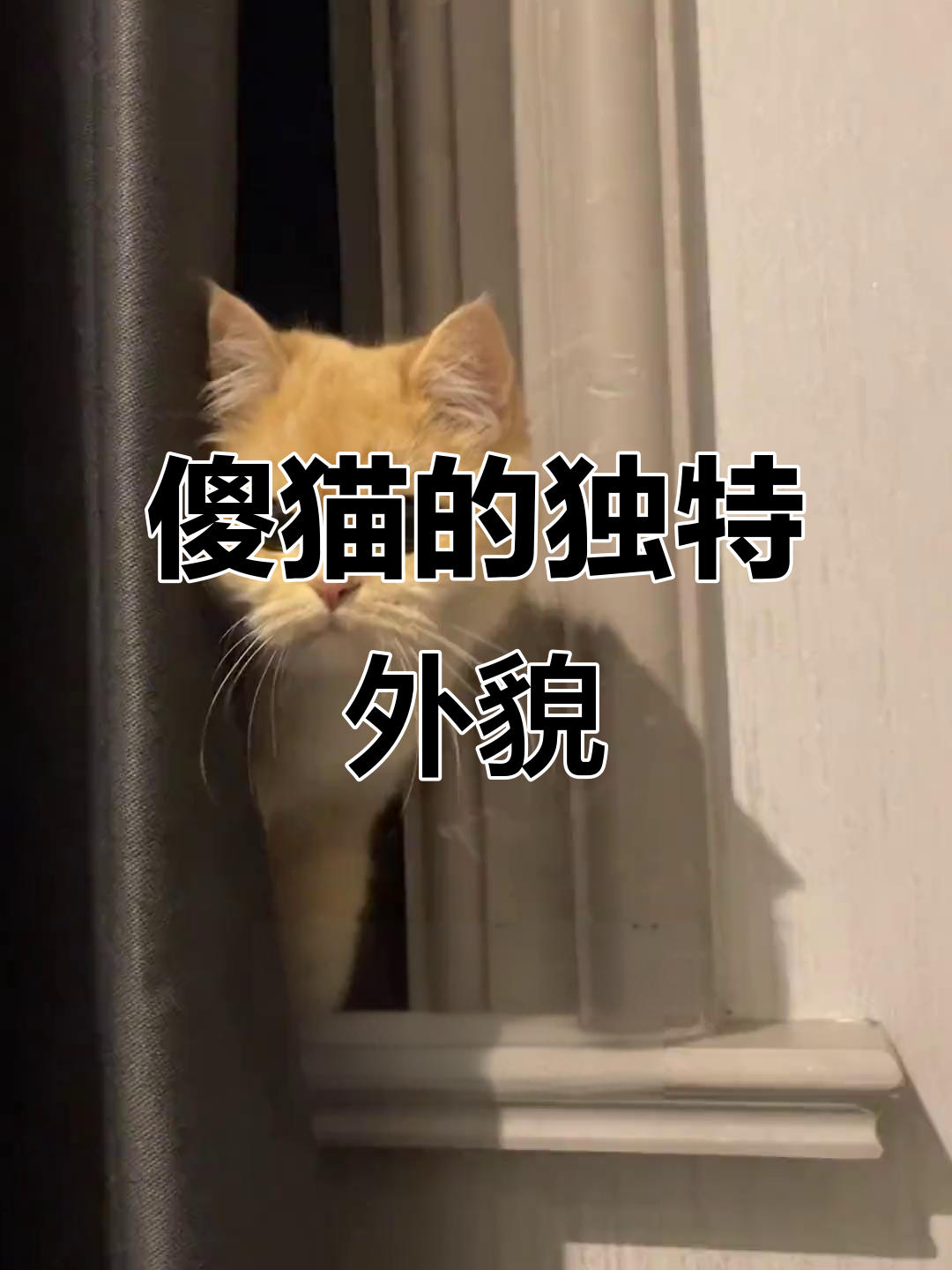 这只傻猫有两只眼睛,一张嘴和一块面包夹在身上
