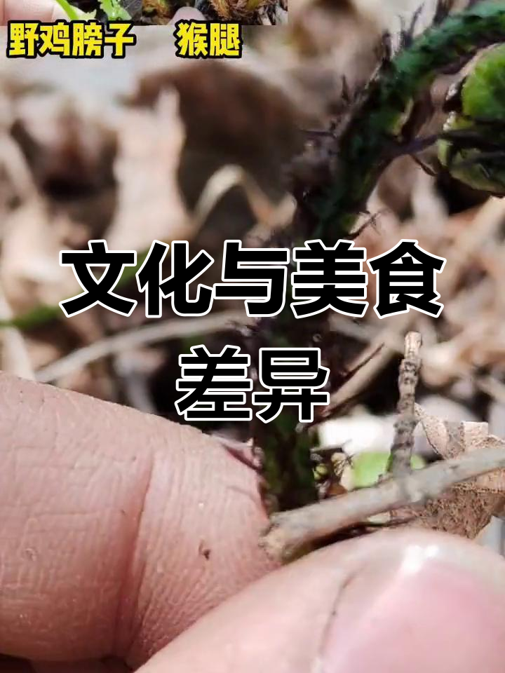 野鸡膀子各地叫法各异,但味道才是最重要的