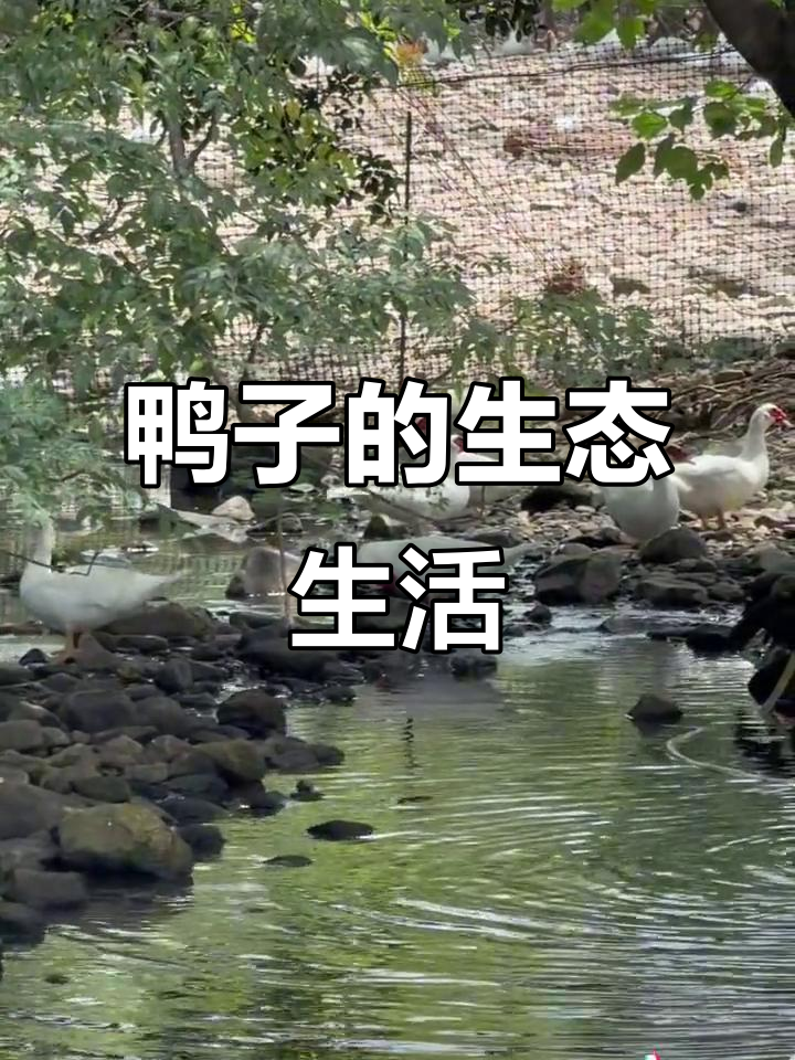 鸭子散养环境大揭秘,吃小鱼、游泳运动量足