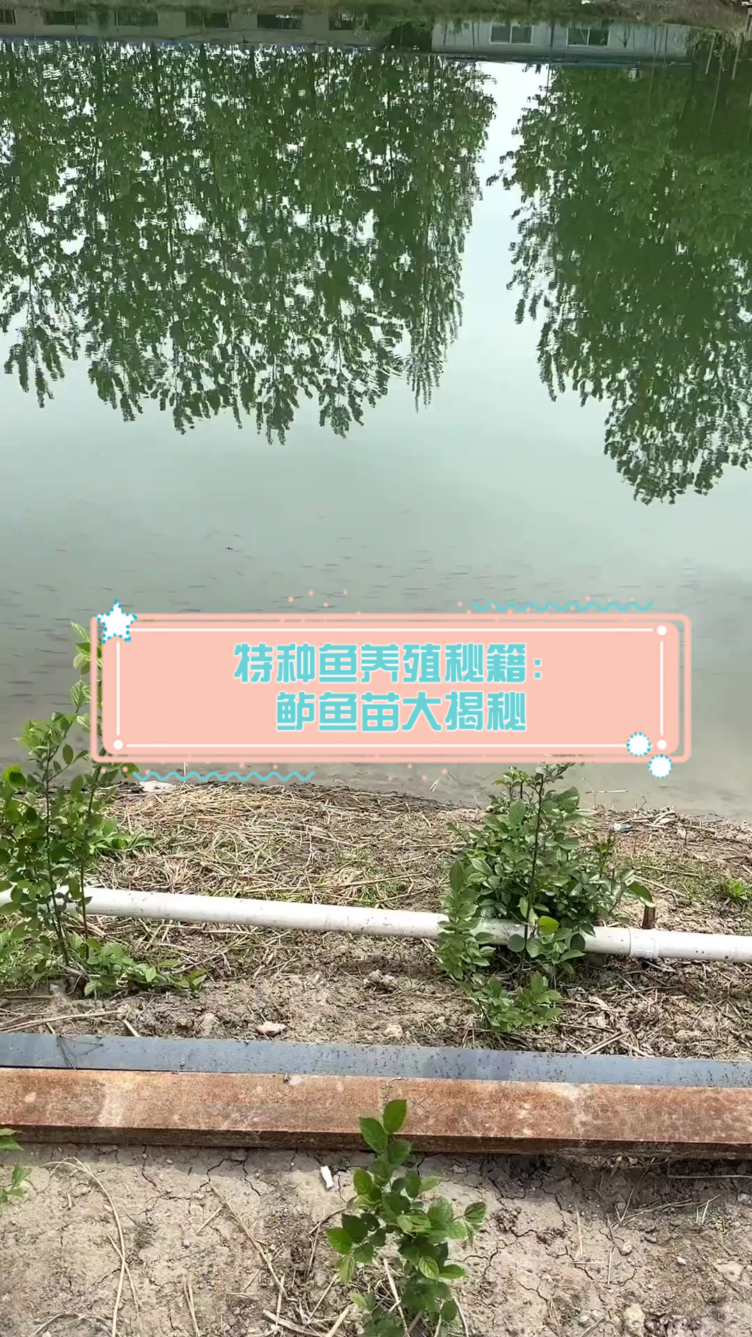 特种鱼养殖秘籍:鲈鱼苗大揭秘