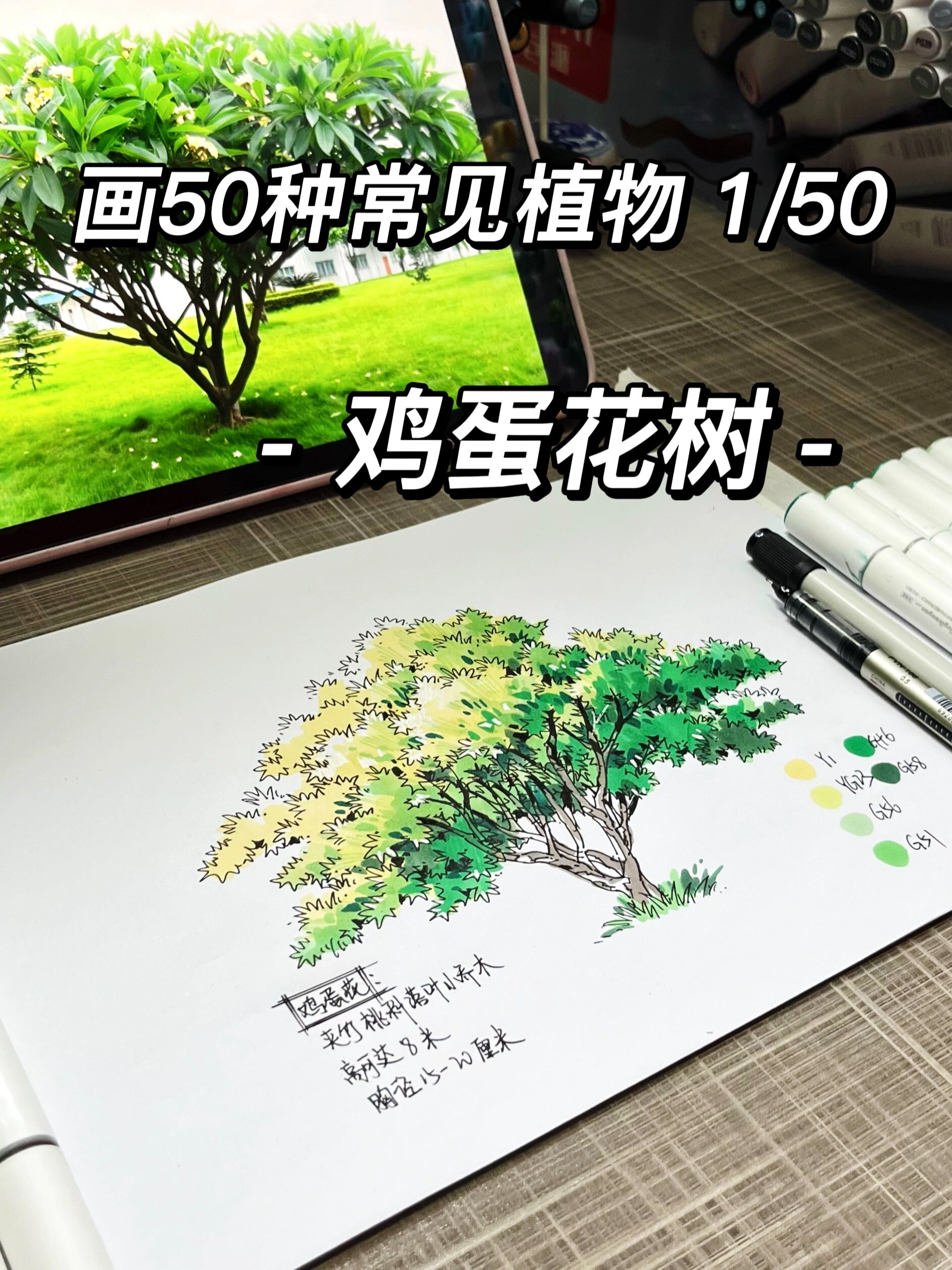 鸡蛋花树「画50种常见植物1/50」