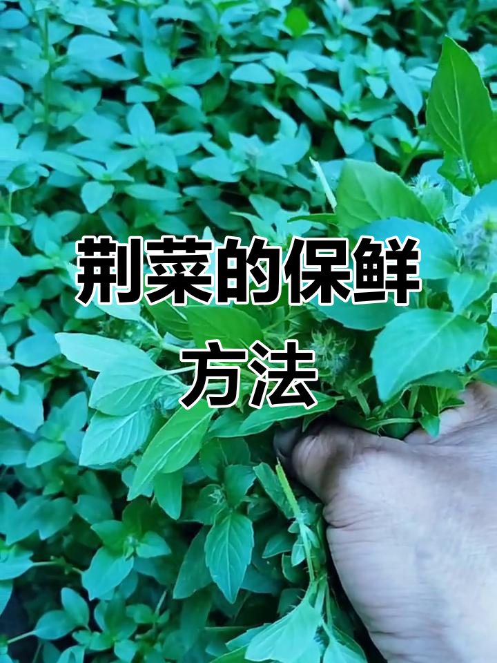 河南荆菜夏季保存技巧,教你如何做凉拌美味